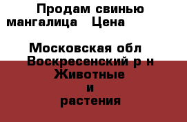 Продам свинью мангалица › Цена ­ 20 000 - Московская обл., Воскресенский р-н Животные и растения » Другие животные   